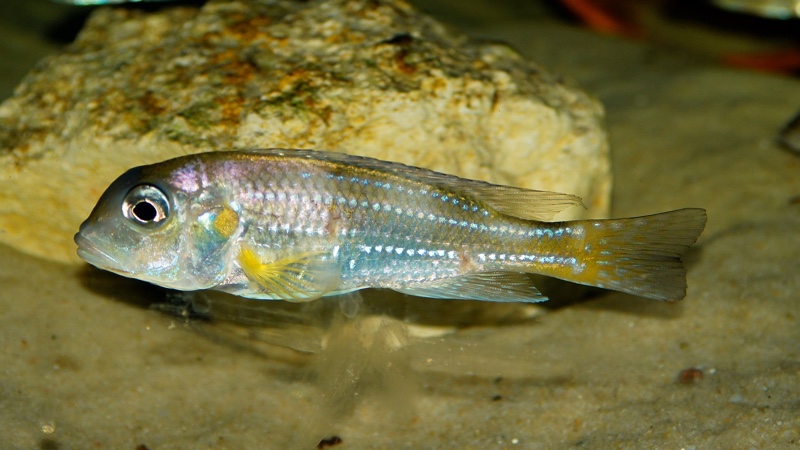 Limnochromis auritus 'Karago'